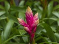 Guzmania Candy, exotic flower for arrangements, garden. Nature background Royalty Free Stock Photo