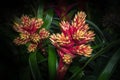 Guzmania - Candy Red Bromeliaceae - Tillandsioideae Royalty Free Stock Photo