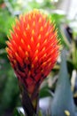 Guzmania Conifera Royalty Free Stock Photo