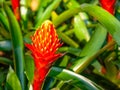 Guzmania, droophead tufted airplant, colorful red-orange pineapple flower, grow on plant Royalty Free Stock Photo