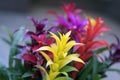 Guzmania, fine representative of bromeliad or pineapple family, exotic beauty, leader in design of home and office