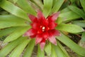 Guzmania flower