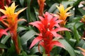 Guzmania flower