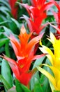 Guzmania flower