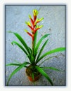 Guzmania flower in black canvas background