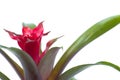 Guzmania flower closeup