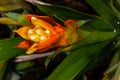 Guzmania Flower Royalty Free Stock Photo