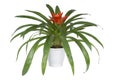 Guzmania flower in a pot