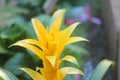 Guzmania flower yellow