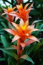 Guzmania flowers