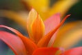 Guzmania flowers Royalty Free Stock Photo