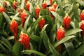 Guzmania flowers field