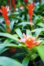 Guzmania Royalty Free Stock Photo