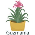 Guzmania, houseplant, flower in a pot - vector illustration, element in flat style