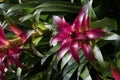 Guzmania lingulata Royalty Free Stock Photo