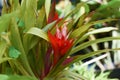 Guzmania lingulata, the droophead tufted airplant or scarlet star Royalty Free Stock Photo