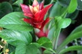 Guzmania lingulata, Droophead tufted airplant, Scarlet star Royalty Free Stock Photo