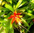 Guzmania lingulata, theÂ droophead tufted airplantÂ orÂ scarlet star Royalty Free Stock Photo