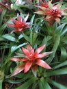 Guzmania lingulata flower. Royalty Free Stock Photo