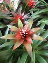 Guzmania lingulata flower. Royalty Free Stock Photo