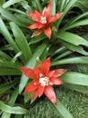 Guzmania lingulata flower. Royalty Free Stock Photo