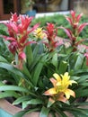 Guzmania lingulata flower. Royalty Free Stock Photo