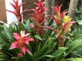 Guzmania lingulata flower. Royalty Free Stock Photo