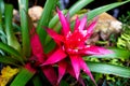 Guzmania lingulata flower Royalty Free Stock Photo