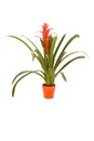 Guzmania lingulata flower in orange flowerpot Royalty Free Stock Photo