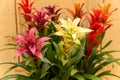 Guzmania lingulata flowers close up. Multicolored Bromeliad tropical plants Royalty Free Stock Photo