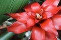 Guzmania lingulata in the Conservatory of flowers, San Francisco. Royalty Free Stock Photo
