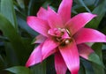 Guzmania lingulata pink flower close up.Bromelia in the garden.Scarlet star tropical plant. Royalty Free Stock Photo