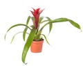 Guzmania lingulata in studio Royalty Free Stock Photo
