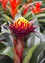 Guzmania magnifica flower