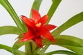 Guzmania Minor