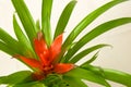 Guzmania minor Rondo Royalty Free Stock Photo