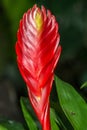 Red Guzmania Monostachia