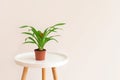 Guzmania plant with red flower in a pot on white table on neutral beige background. Royalty Free Stock Photo
