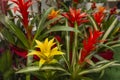 Guzmania red and yellow flowers, in a flower shop Royalty Free Stock Photo