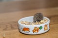 Guzzling little field mouse - close-up Royalty Free Stock Photo