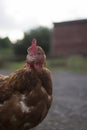 Chicken at sunrise on a Scottish Farm