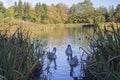 Three young swans in a pond Royalty Free Stock Photo