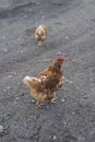 A couple of chickens scratching about on a cold morning. Royalty Free Stock Photo