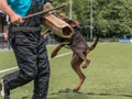 Dobermann training for schutzhund, igp, ipo doing bitework Royalty Free Stock Photo