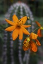 A cactu and some vibrant orange cactus flowers