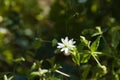 Gwiazdnica pospolita, Stellaria media, chickweed