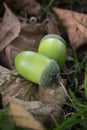 Two acorns resting on a fallen leaf. Royalty Free Stock Photo