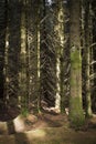 A deep dark Scottish forest