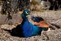 Gwydir Castle peacock