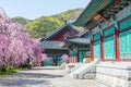 Gyeongbokgung Palace with cherry blossom in spring, Korea.